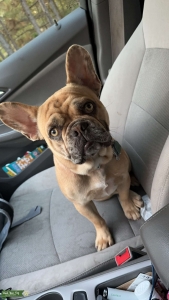 Red Fawn Merle French Bulldog Listing Image