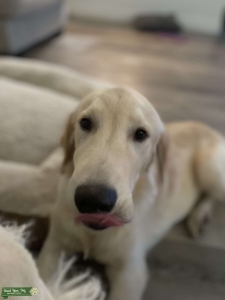 AKC Champion Golden Retriever  Listing Image