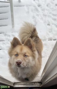 Male Pomsky Listing Image