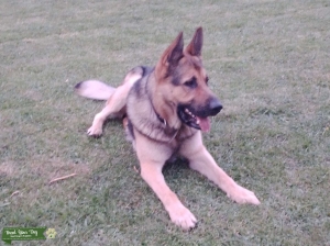 German Shepherd Stud Listing Image