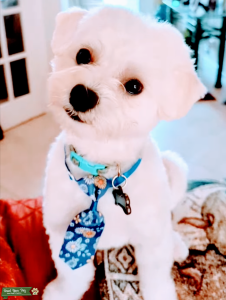 Adorable Maltipoo Stud Harley: Playful, Handsome, and Ready to Woo! Listing Image