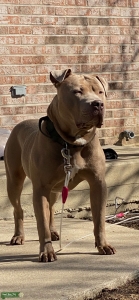 Dis dog got a big head, thats why I call him big head. P.S. no busted bitches. He has standards.(unregistered)  Listing Image