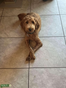 Multi generational mini/med Gooldendoodle Listing Image