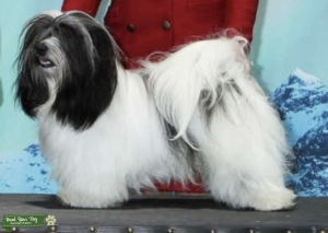 Ch Osita Beuclers Master of the House CGC Listing Image