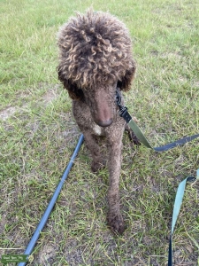 AKC Standard Poodle Listing Image