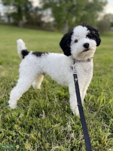 AKC Parti Poodle - Perfect for Bernedoodles! Listing Image