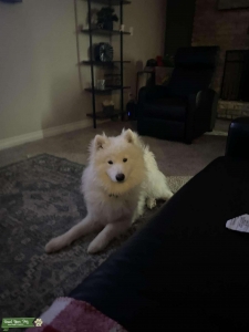 Samoyed Male Stud Listing Image