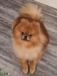 Jeffey, 5 lb.,  16 month old, Pedigree Pom Stud Listing Image