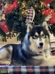 Wooly Husky Stud- AKC  Listing Image