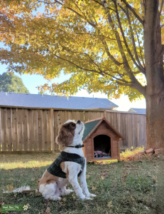 Cavalier King Charles Blenheim in Kansas  Listing Image