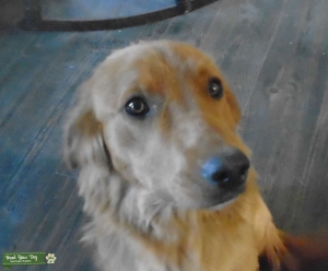 CKC Golden Retriever Listing Image