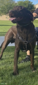 Labrador looking for girlfriend Listing Image