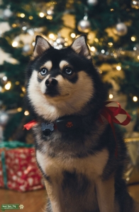 Pomsky/Klee Kai White and Black, Blue Eyes Listing Image