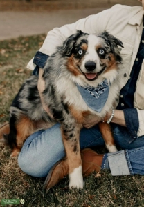 Double Blue-Eyed Blue Merle Mini Aussie Listing Image