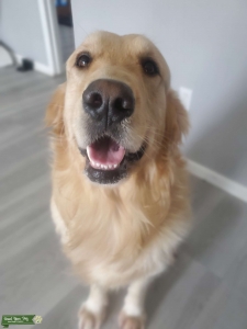 Golden Retriever  Listing Image