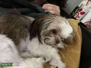 Looking for stud to breed with my dog Listing Image