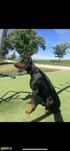 AKC Listing Image