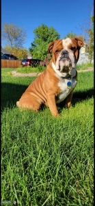Red and white English bulldog Listing Image
