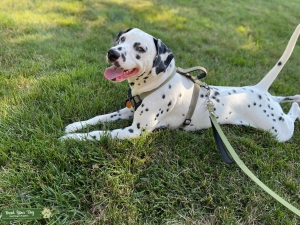 AKC/CKC LUA Dalmatian, Dodger Listing Image