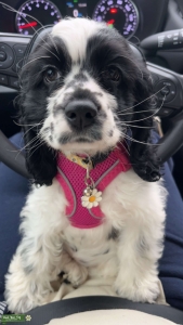 Looking for a stud for my beautiful speckled girl Listing Image