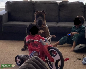 Presa Canario  Listing Image