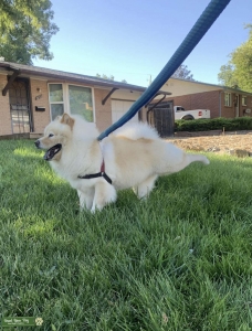 Purebred Chow Chow Stud in Denver Listing Image