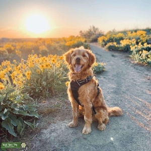 F1 Mini Goldendoodle Stud - Bennett Listing Image