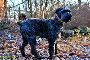 Giant schnauzer Listing Image