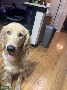 Pure Bred Golden Retriever  Listing Image