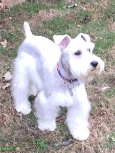 Stud AKC looking for a sweetheart Listing Image