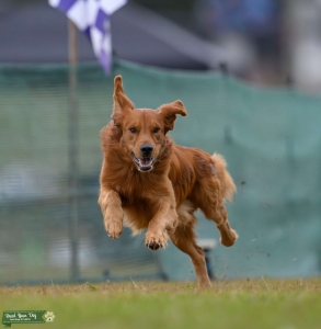 AKC Golden Retriever Stud in SC Listing Image