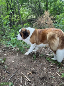 Saint Bernard Listing Image