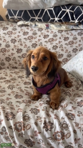 Miniature Long-Haired Dachshund  Listing Image