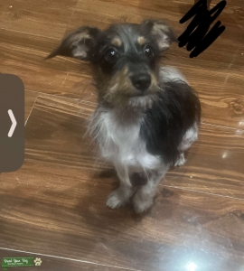 Mini schnauzer  Listing Image