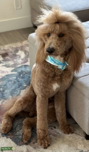 Rajah - gorgeous, AKC registered, standard poodle  Listing Image
