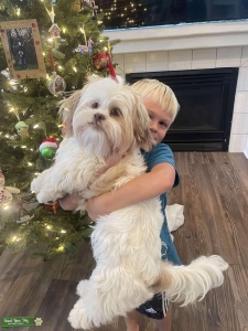 Shih Tzu  Listing Image