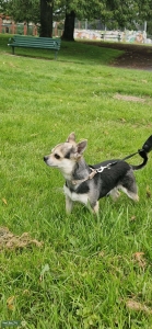 Chihuahua x Jack Russell stud Listing Image