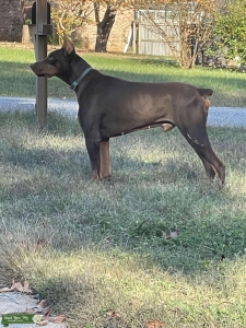 Doberman for stud Listing Image