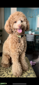 Handsome Mini Poddle with a red nose Listing Image