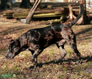 XL Merle Bully Listing Image