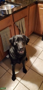 Smart kind Black lab shiny coat Listing Image