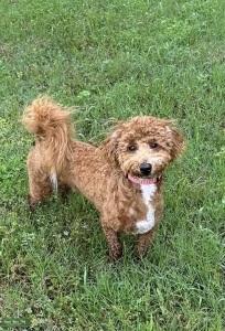 Male BichonPoo Stud Listing Image