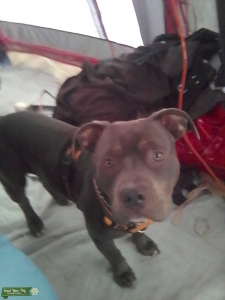 Blue brindle bully stud!!! Rare! Listing Image