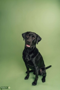 Black Labrador Retriever Listing Image