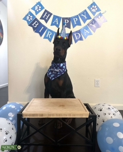 European Doberman pinscher Listing Image
