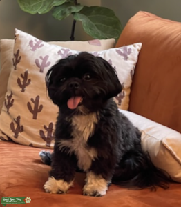 Black and White Shih Tzu Listing Image