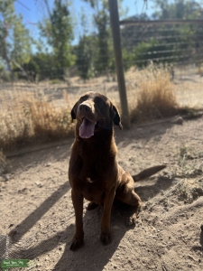 Chocolate Labrador Retriever “ El Campeon” Listing Image