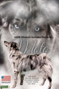 Mini Australian Shepherd/Mini American Shepherd Listing Image