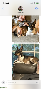 Rat terrier bitch seeks sweet healthy avg. size yorkie stud.  Listing Image