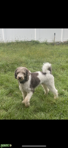 White & Brown Party pure breed labradoodle Listing Image